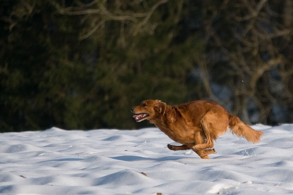 hunting-dog-1212398_1280